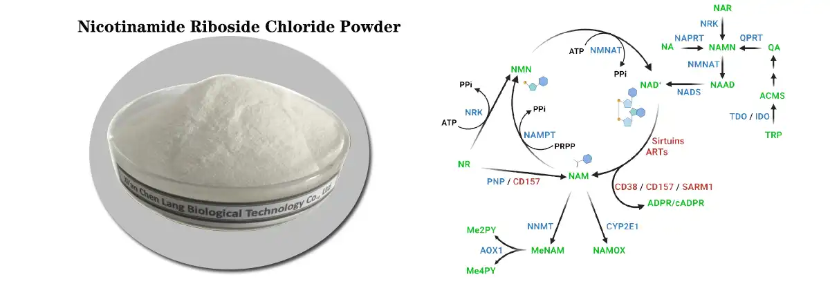 Nicotinamide Riboside Chloride Powder .jpg